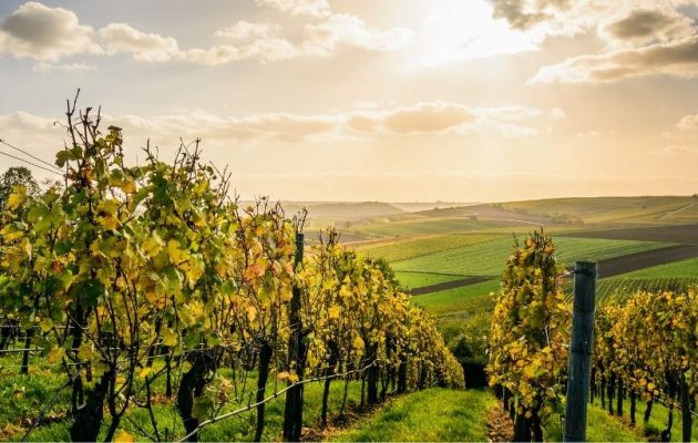 Découvrez le golf entre vignobles et forêts de chênes centenaires