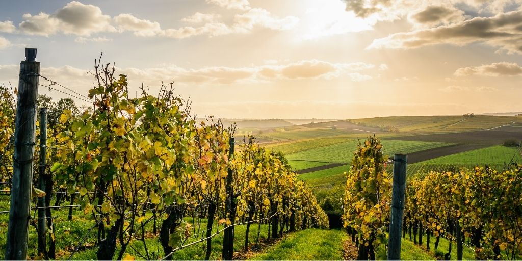 Découvrez le golf entre vignobles et forêts de chênes centenaires