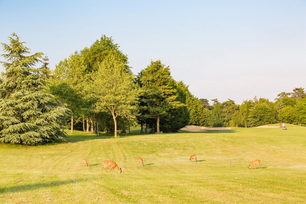 A seulement 35 minutes des portes de Paris, le Golf des Yvelines accueille ses golfeurs avec une population de chevreuils.