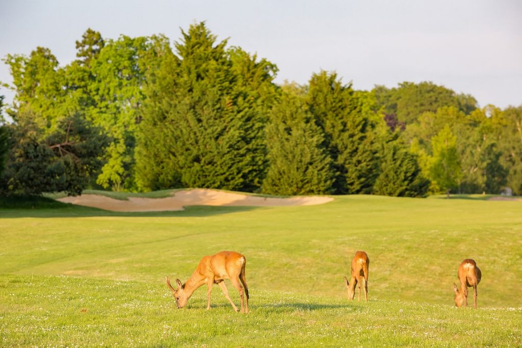 Les chevreuils, population habituée sur le parcours 18 trous du Golf des Yvelines (78)