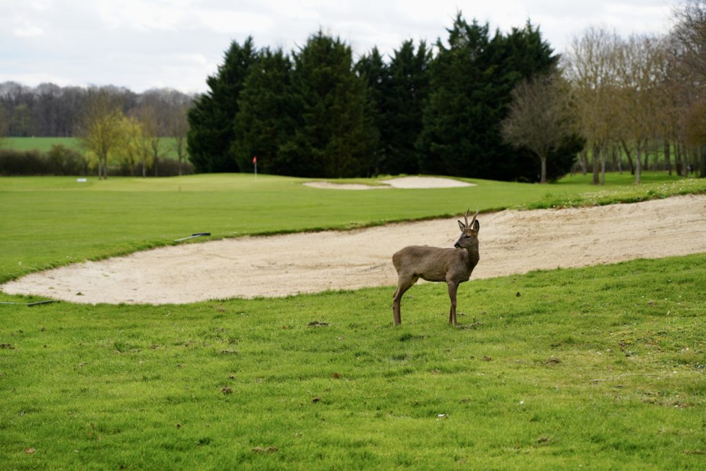 Chevreuils en liberté sur le Golf des Yvelines, Resonance Golf Collection