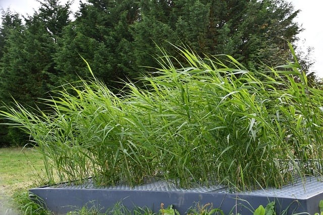 Bassin de phytoepuration, méthode naturelle pour traiter les eaux usées, Golf de Servanes, Resonance Golf Collection