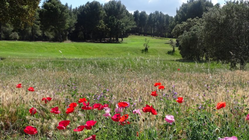 Zone hors jeu pour laisser la faune et la flore se développer en faveur de la biodiversité sur le Golf de Servanes, Resonance Golf Collection