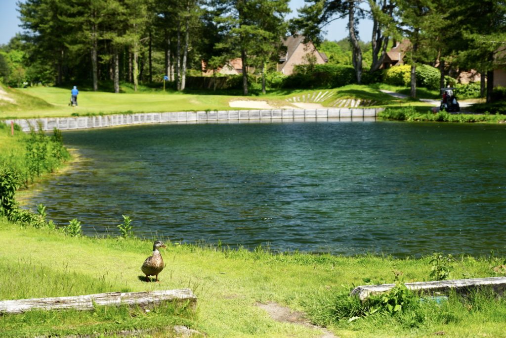 Préservation de la faune au Golf d'Hardelot, ici les canards ont élu domicile sur le golf, Resonance Golf Collection