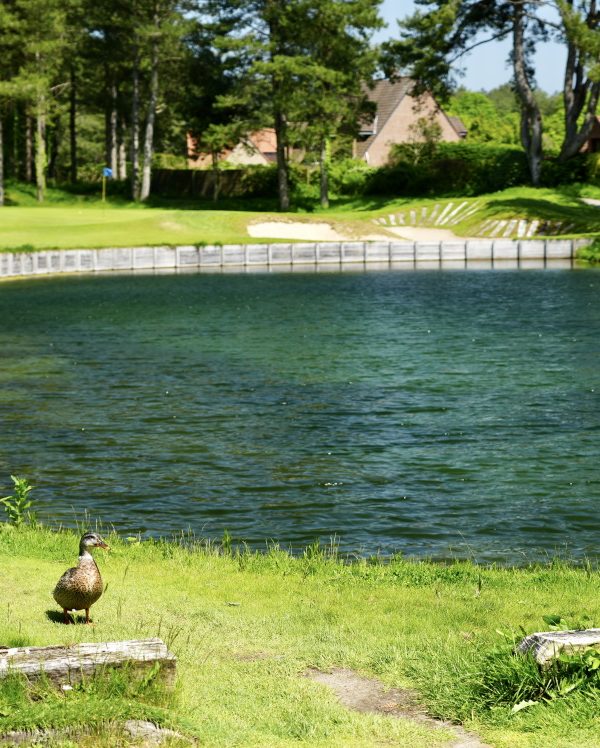 Préservation de la faune au Golf d'Hardelot, ici les canards ont élu domicile sur le golf, Resonance Golf Collection