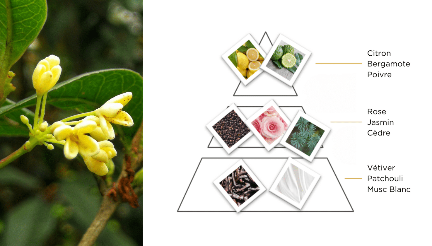 Signature Osmanthus Resonance Golf Collection
