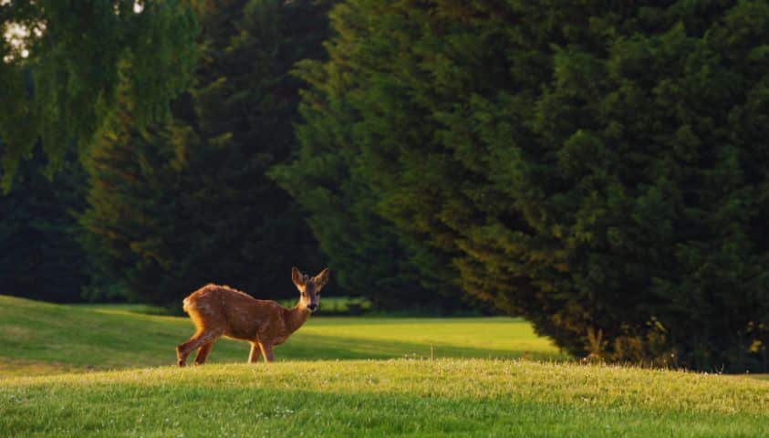 Une biche se promenant au bord des fairways du Golf des Yvelines.