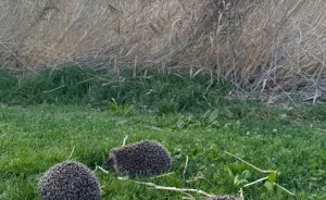 Three hedgehogs join our trail thanks to a new ecological partnership - Open Golf Club