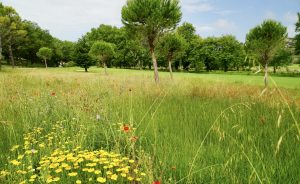 Création de zones fleuries - Open Golf Club